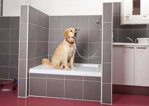 A pet shower could make keeping the house clean a little easier. A hard wearing, waterproof flooring will help too!