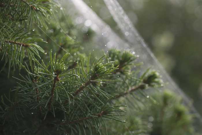 Christmas tree covered in spider webs