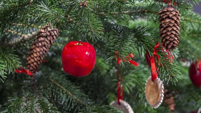 Close up of Christmas tree and pine cones