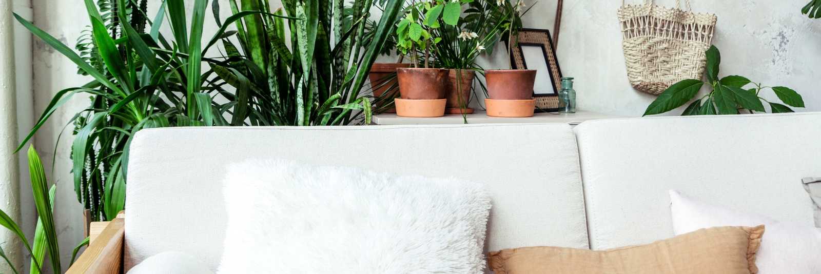 White sofa against a rustic grey wall, with various plant pots and house plants