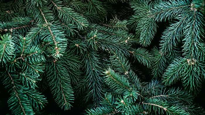 Close up of Christmas tree pines